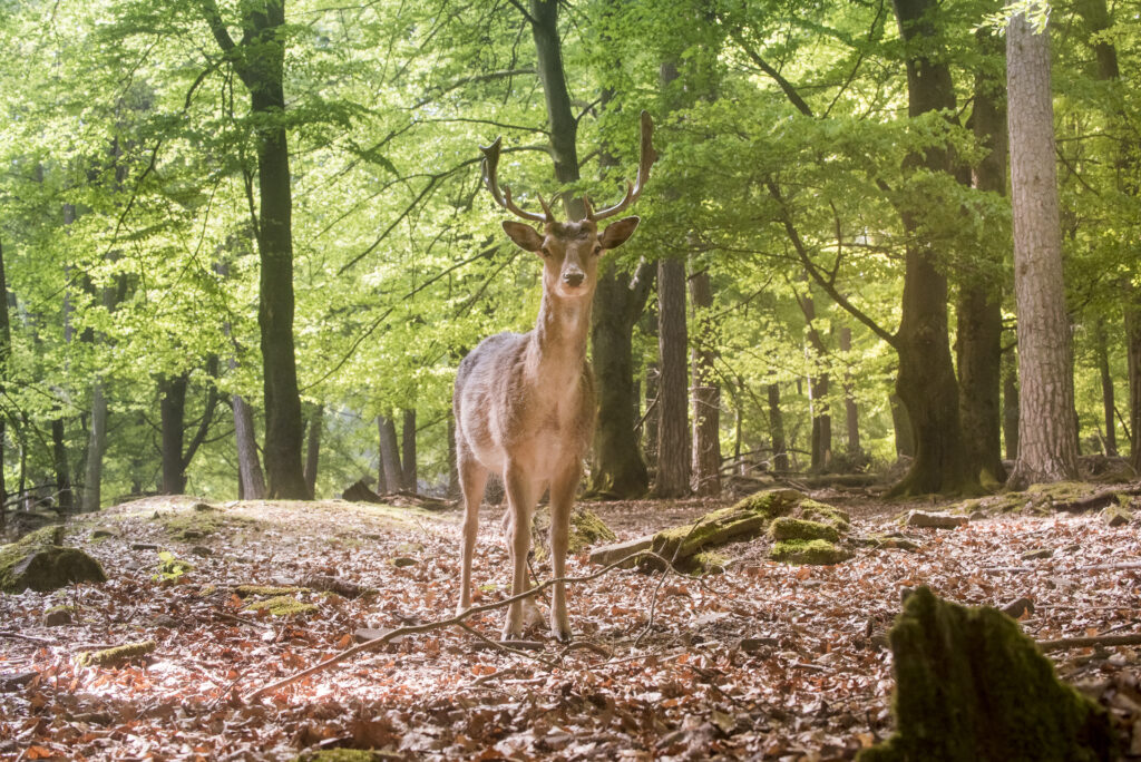 Spessart Hirsch im Wald